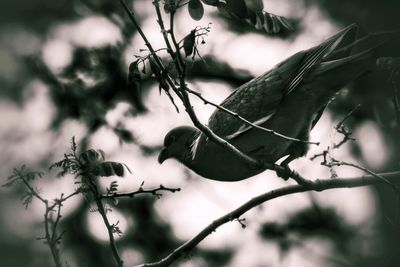 Close-up of bird on branch