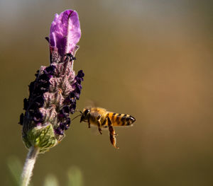 Close-up of bee pollinating on flower