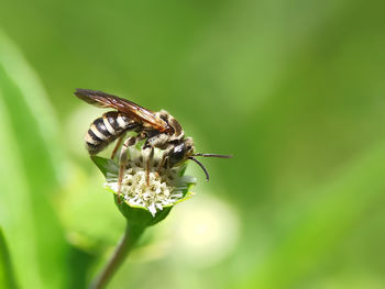 Close-up of insect on flower