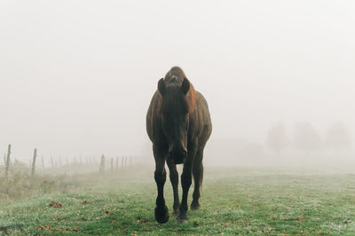 Black horse in fog
