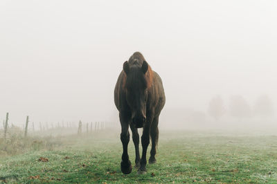 Horse standing in field