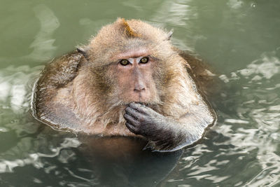 High angle view of long-tailed macaque in lake