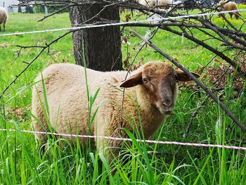 Sheep in a field