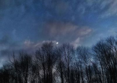 Low angle view of trees against sky at night