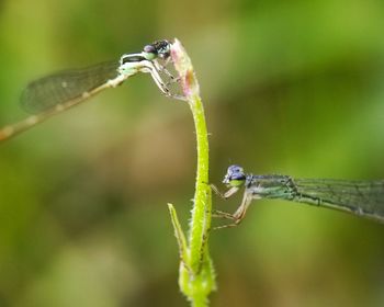 dragonflies and damseflies