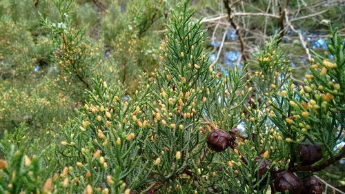 Close-up of plants growing on field