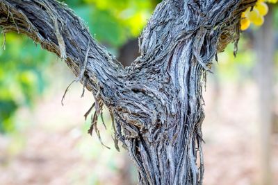 Close-up of dead tree trunk