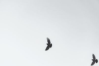 Low angle view of bird flying against clear sky