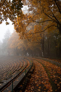 Autumn leaves on old stadium