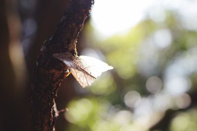 Close-up of a leaf on tree trunk