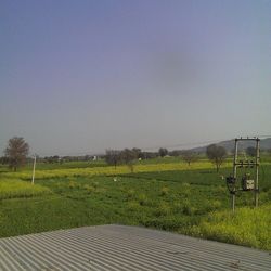 Trees on grassy field