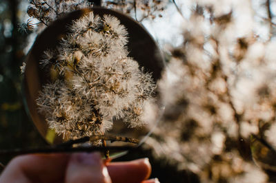 Cropped hand of woman holding magnifying glass over flowers at park during sunset