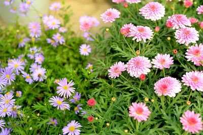 Close-up of pink flowers