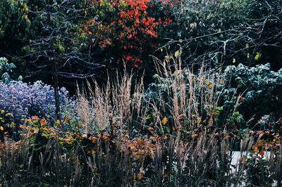 View of trees and plants in forest