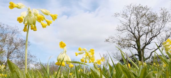 Yellow flowers blooming in field