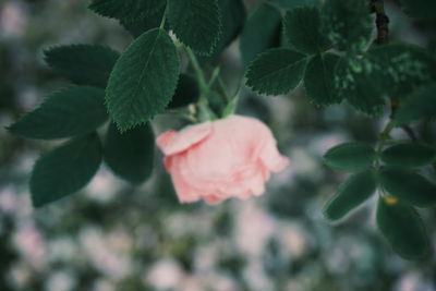 Close-up of pink flowering plant