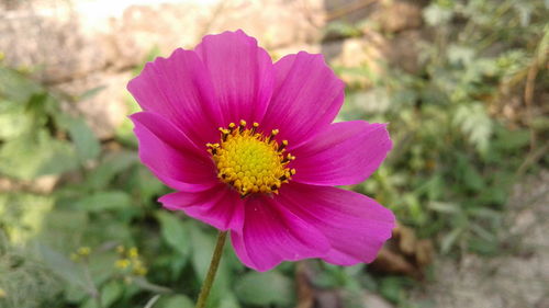 Close-up of pink flower blooming outdoors