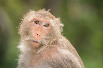 Portrait of monkey looking away