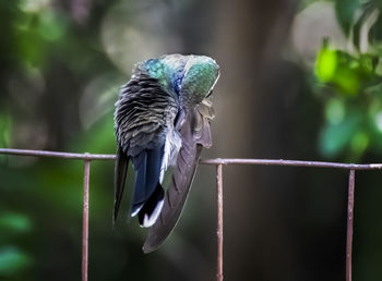 Close-up of bird perching