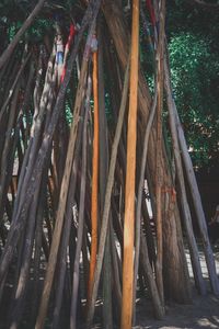 View of bamboo trees in forest