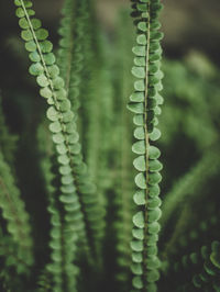 Close-up of succulent plant