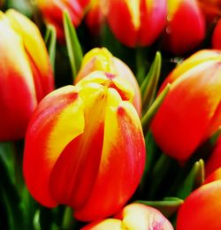 Close-up of red tulips