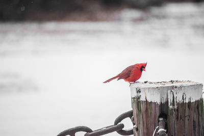 Close-up of bird perching on red outdoors