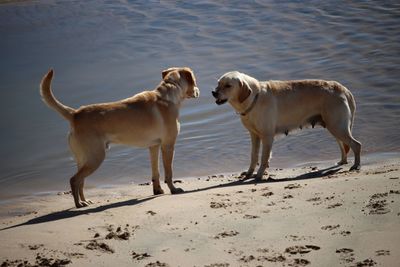 Dog standing on beach