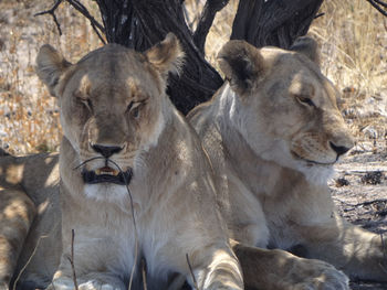 Two lions are resting under a bush in the etosha national park in namibia