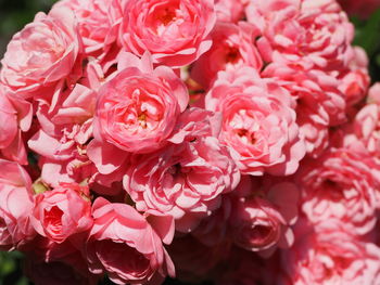 Close-up of pink roses