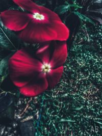 Close-up of red flower blooming outdoors