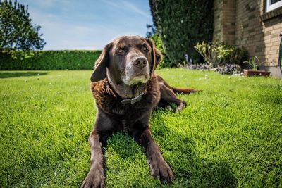 Portrait of a dog