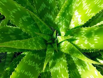 Close-up of succulent plant leaves