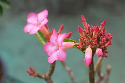 Close-up of pink flowers