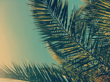 palm tree