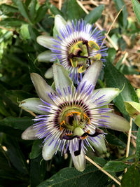 flowering plant