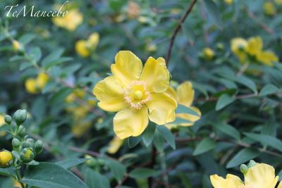 Close-up of yellow flower