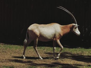 Horse standing on field