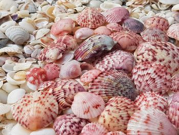 Full frame shot of shells for sale at market stall