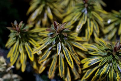 Close-up of green plant