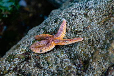 Close-up of starfish on rock