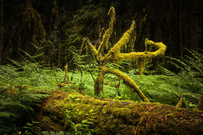 Close-up of fern in forest