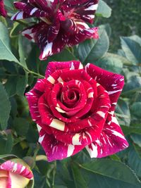 Close-up of pink rose