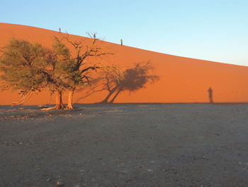 Trees on sand against clear sky