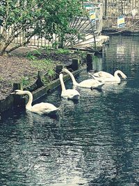 Swan swimming in lake