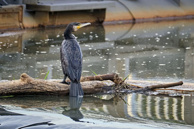 Bird perching on driftwood in lake