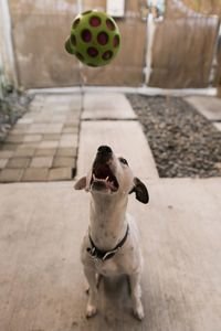 Portrait of dog with ball on floor