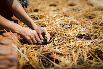 Farmer planting young sprout into fertile soil and rice straw in plant nursery.