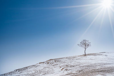 Low angle view of trees against clear blue sky