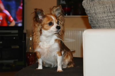 Close-up of dog sitting on sofa at home